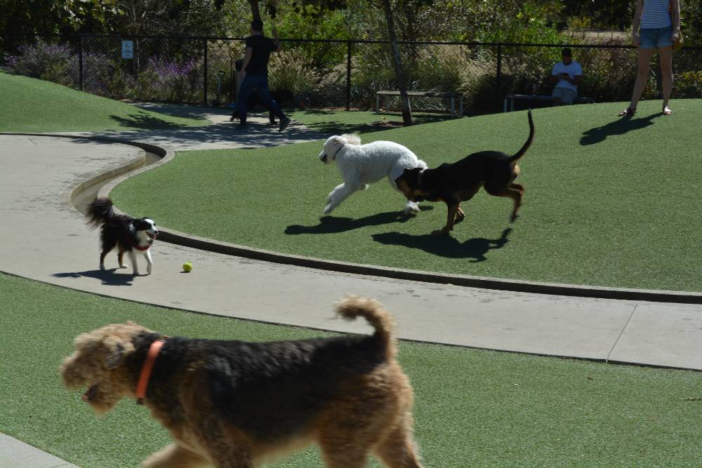 Albuquerque Artificial Pet Turf